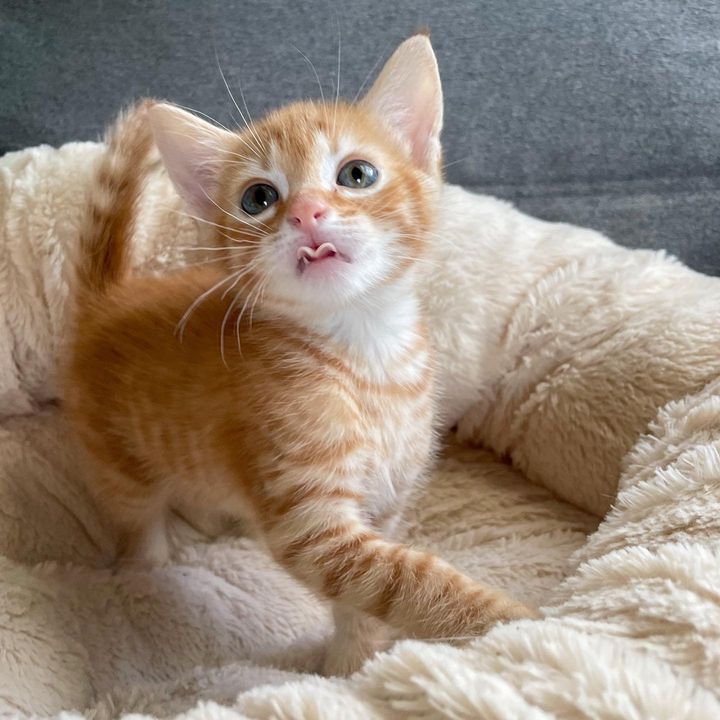 cute ginger kitten tongue